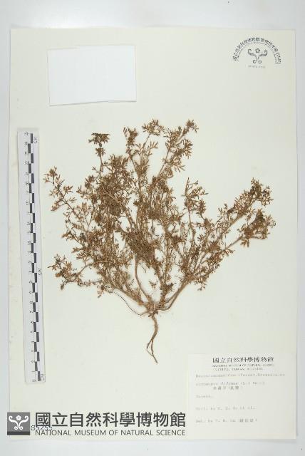 柿寄生藏品圖，第1張