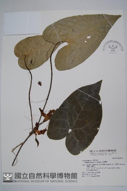 下花細辛藏品圖，第1張