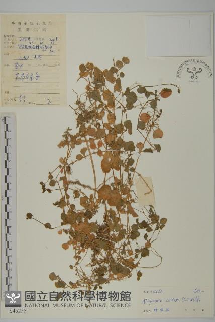 Accession Number:S045255 Collection Image, Figure 1, Total 3 Figures