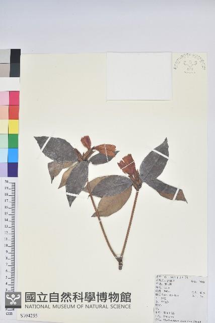 鹿角杜鵑、西施花、青紫木藏品圖，第1張