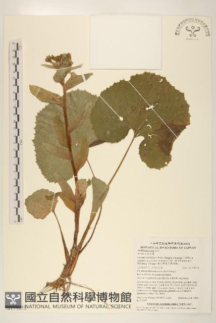 登錄號:S114255藏品圖，第1張