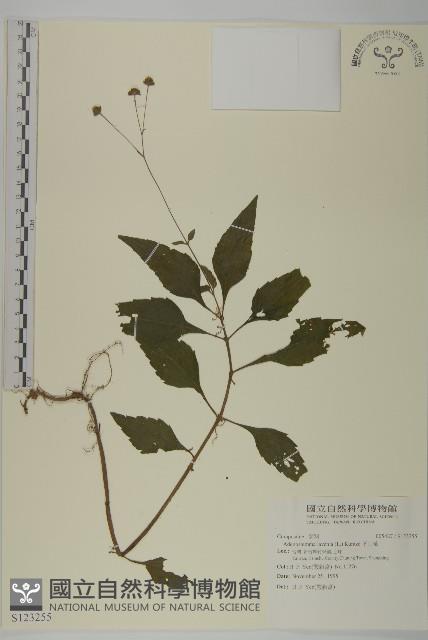 下田菊藏品圖，第1張