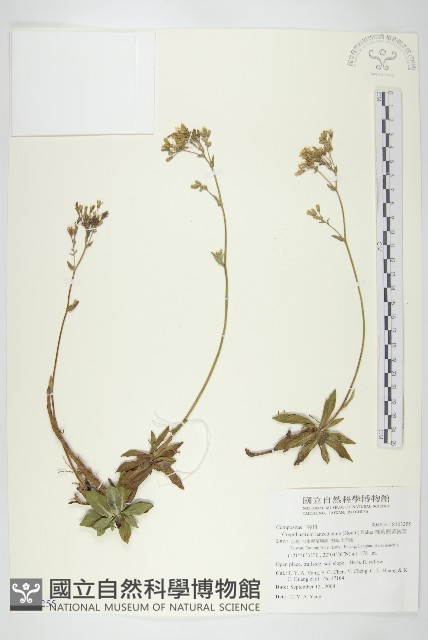 細葉假黃鵪菜藏品圖，第1張