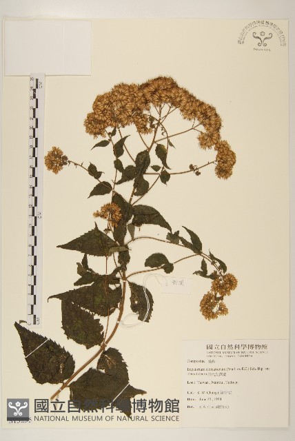 田代氏澤蘭藏品圖，第1張