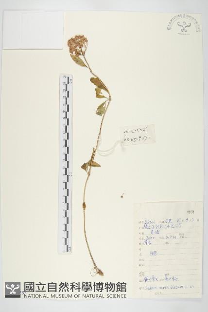 輪葉景天藏品圖，第1張