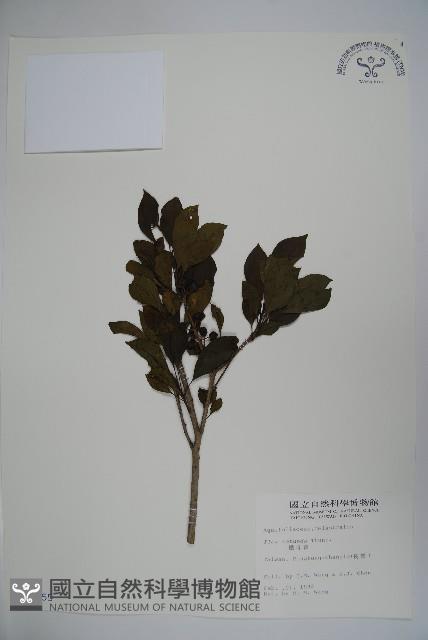 鐵冬青藏品圖，第1張