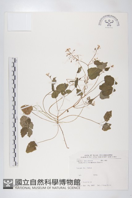 臺灣假山葵藏品圖，第1張