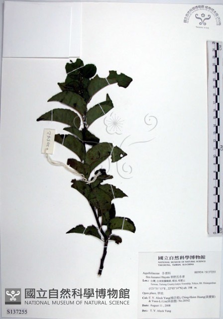 草野氏冬青藏品圖，第1張