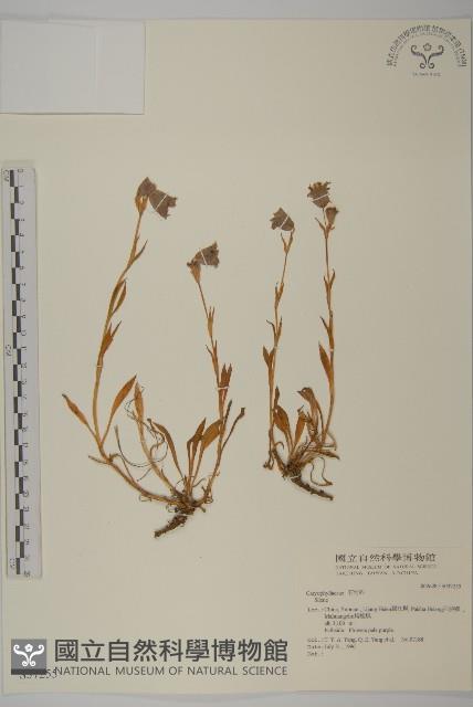 登錄號:S037255藏品圖，第1張