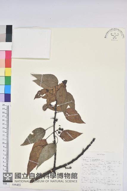 登錄號:S096455藏品圖，第1張