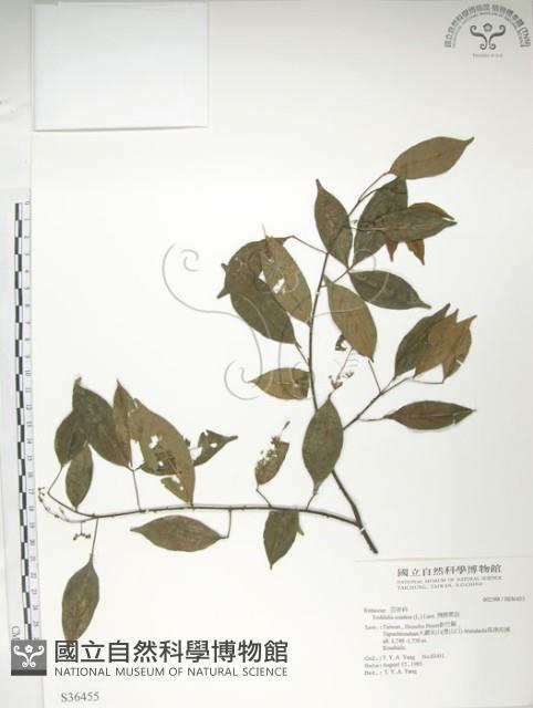 飛龍掌血藏品圖，第1張