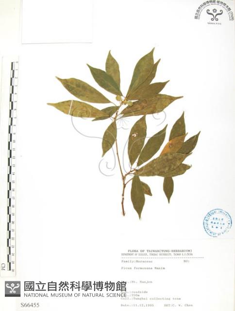 天仙果、臺灣榕藏品圖，第1張