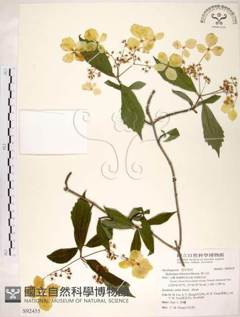 華八仙藏品圖，第1張
