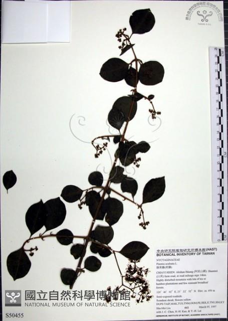 腺果藤、刺藤藏品圖，第1張