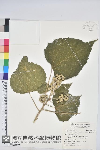 蟲屎藏品圖，第1張