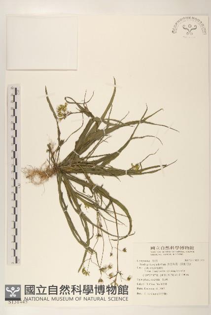 Buttercup Winterhazel Collection Image, Figure 1, Total 2 Figures