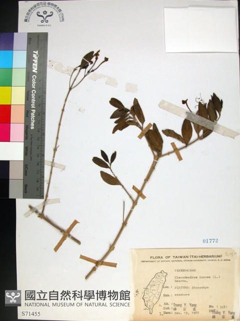 苦林盤藏品圖，第1張