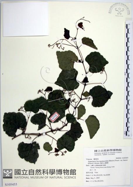 漢氏山葡萄藏品圖，第1張