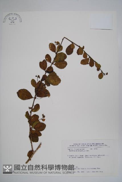 滿福木藏品圖，第1張