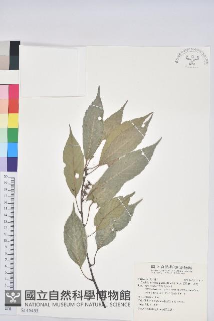 青剛櫟、鐵椆藏品圖，第1張