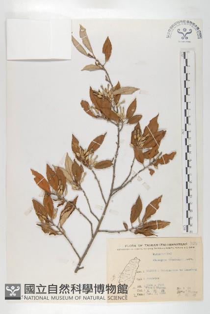 鄧氏胡頹子藏品圖，第1張