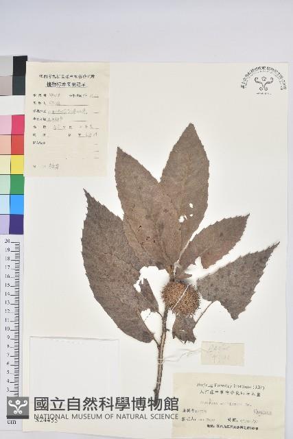 板栗藏品圖，第1張