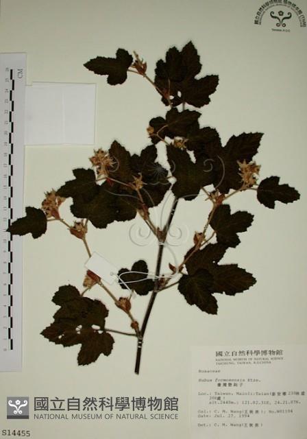 臺灣懸鉤子藏品圖，第1張