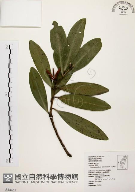 大頭茶藏品圖，第1張