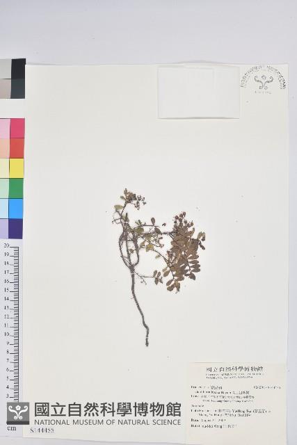 高山白珠樹藏品圖，第1張