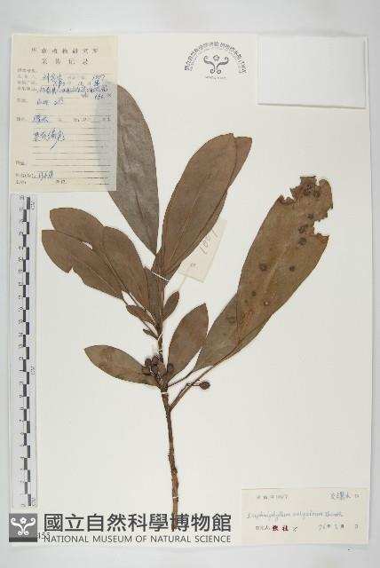 牛耳楓藏品圖，第1張