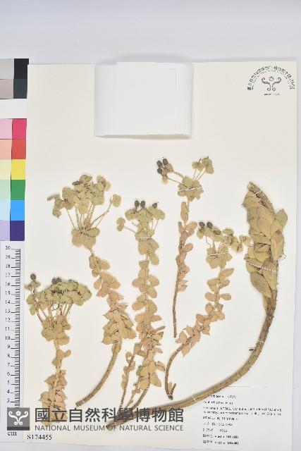 驢尾大戟藏品圖，第1張