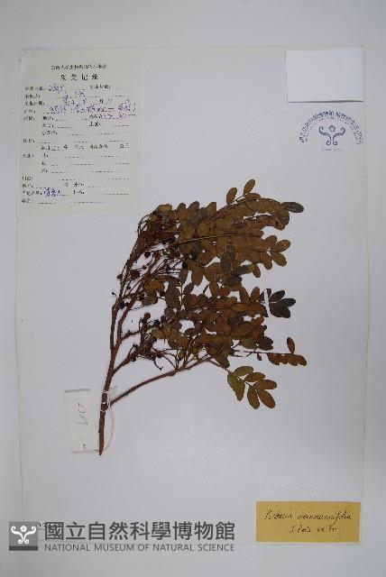 清香木藏品圖，第1張