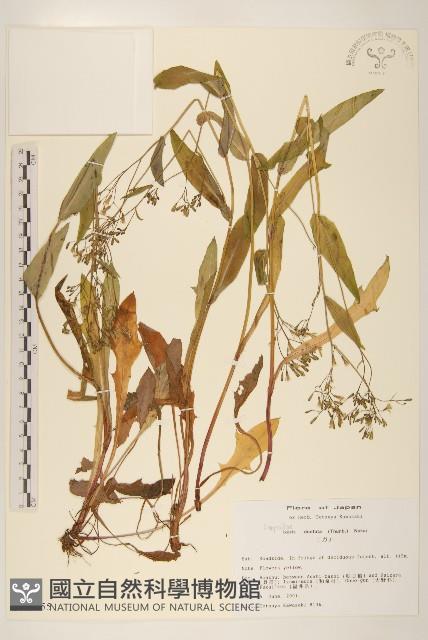 齒緣苦實藏品圖，第1張