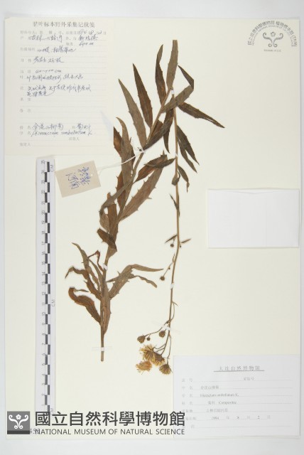 山柳菊藏品圖，第1張