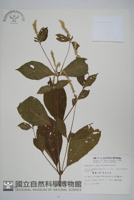 紫莖牛膝、台灣牛膝藏品圖，第1張