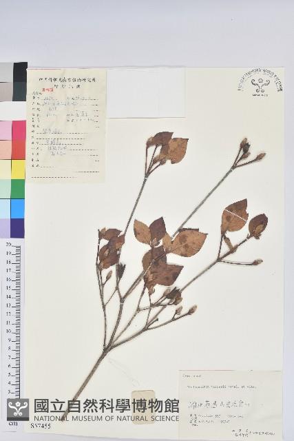 守城滿山紅、馬禮士杜鵑藏品圖，第1張