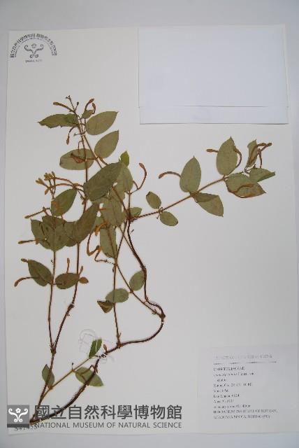 細苞忍冬藏品圖，第1張