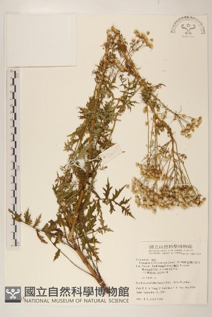 臺灣劉寄奴藏品圖，第1張