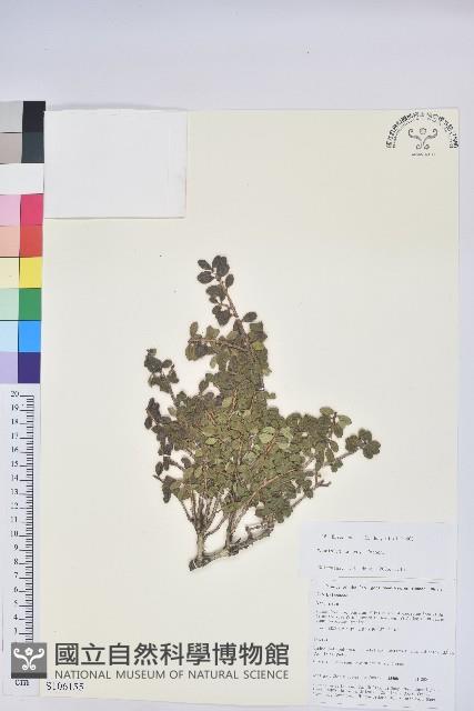 蒼山越橘藏品圖，第1張