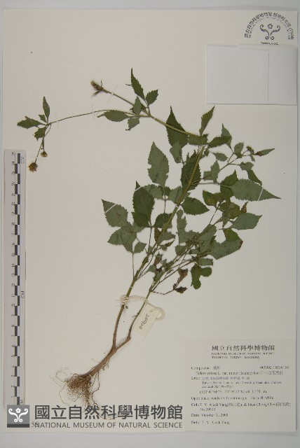 小白花鬼針藏品圖，第1張