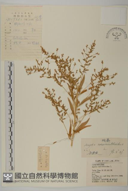 軸藜藏品圖，第1張