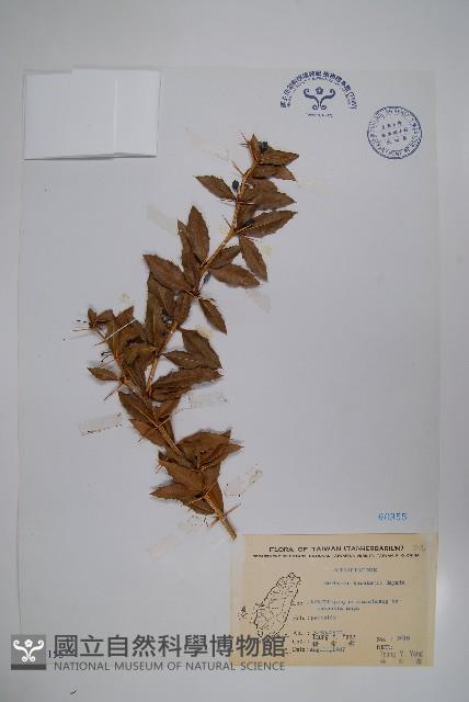 臺灣小蘗藏品圖，第1張