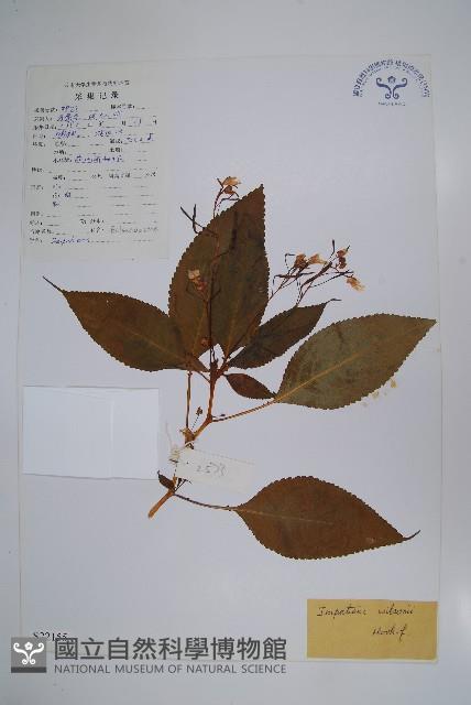 白花鳳仙花藏品圖，第1張