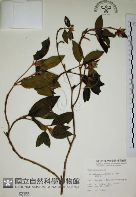 野牡丹藏品圖，第1張