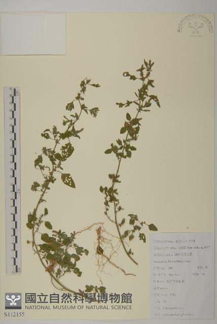 灰綠藜藏品圖，第1張