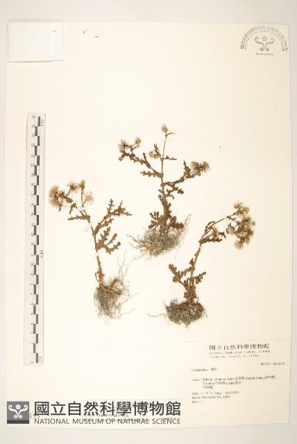 歐洲黃菀藏品圖，第1張