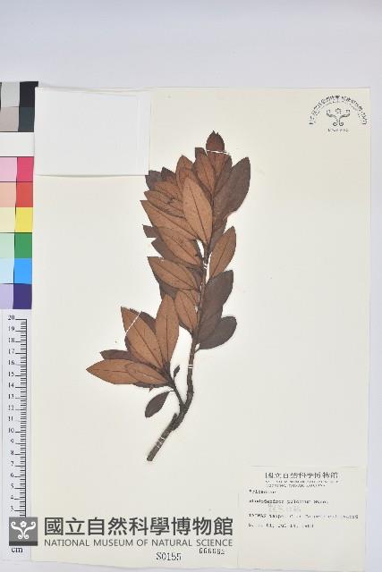 豔紫杜鵑藏品圖，第1張