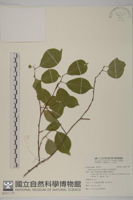 光果南蛇藤藏品圖，第1張