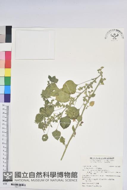 印度鐵莧藏品圖，第1張