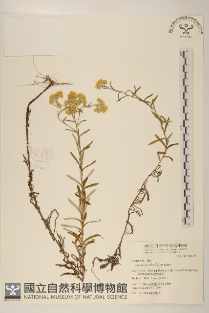 鼠麴草藏品圖，第1張